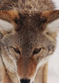 羞羞漫画-鬼灭之刃